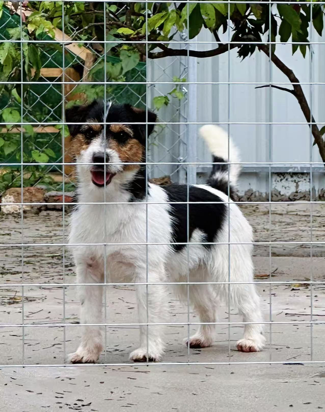 杰克罗素梗犬